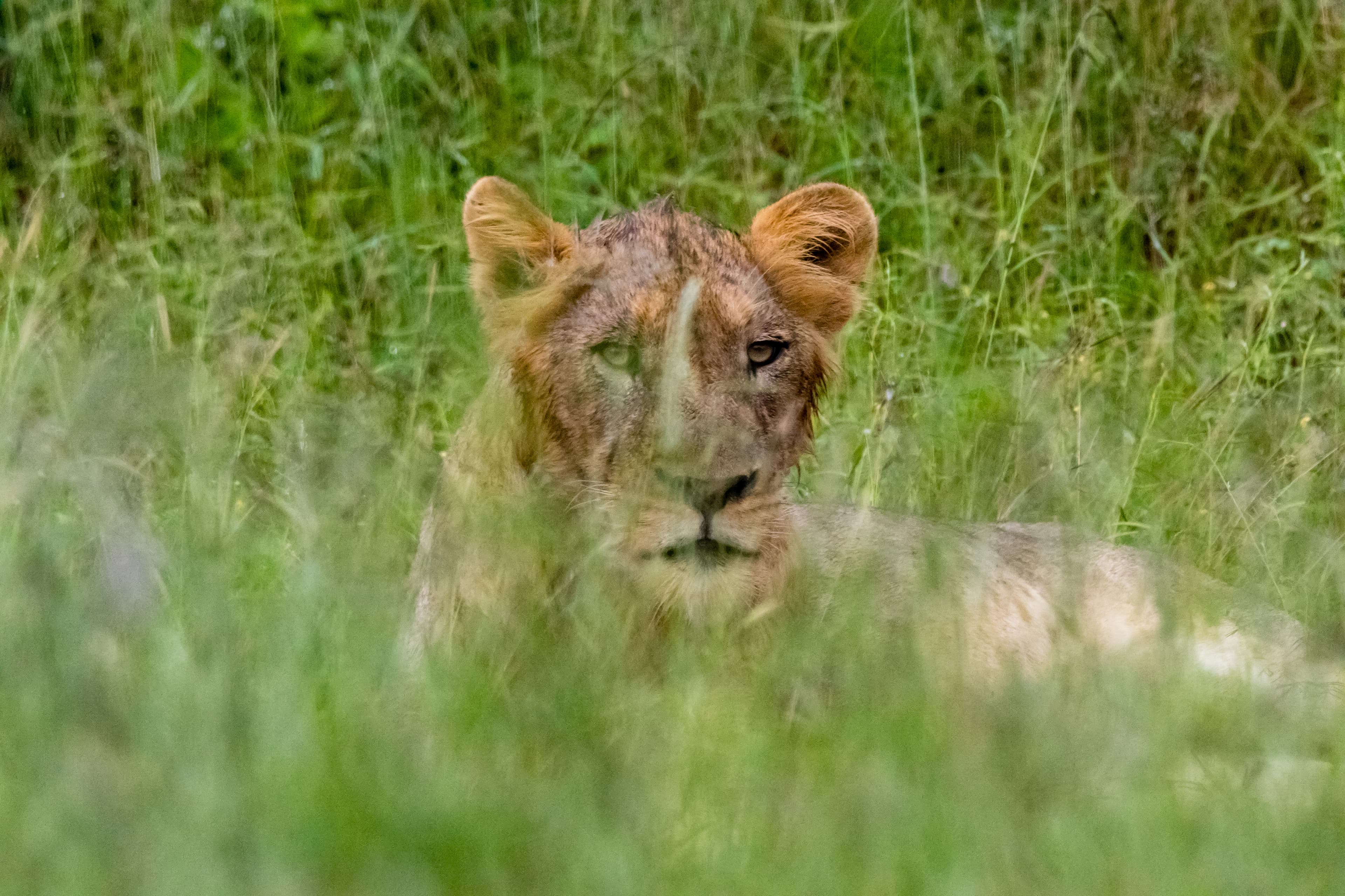 Wildlife photography by Amrit Bharadwaj