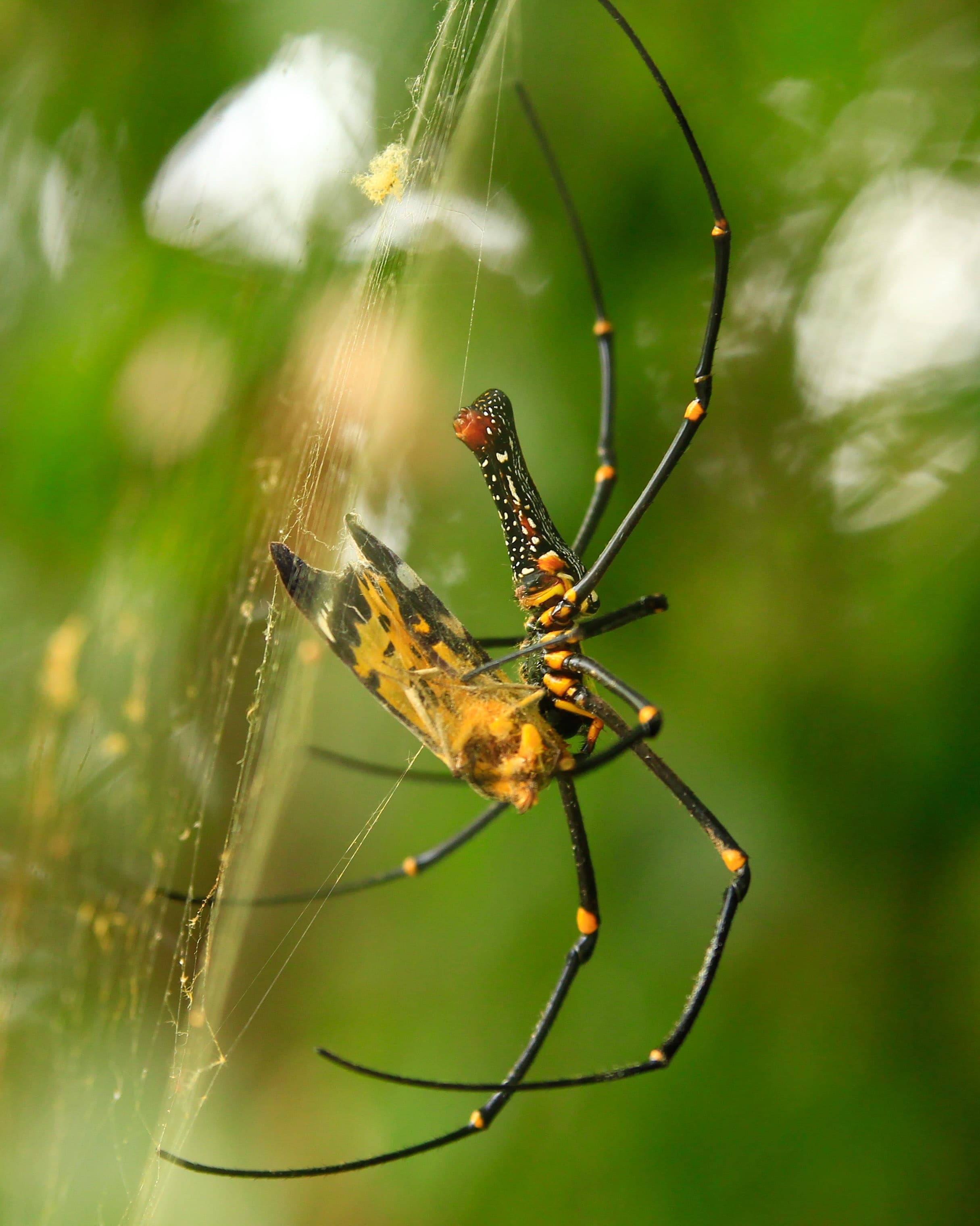 Wildlife photography by Amrit Bharadwaj