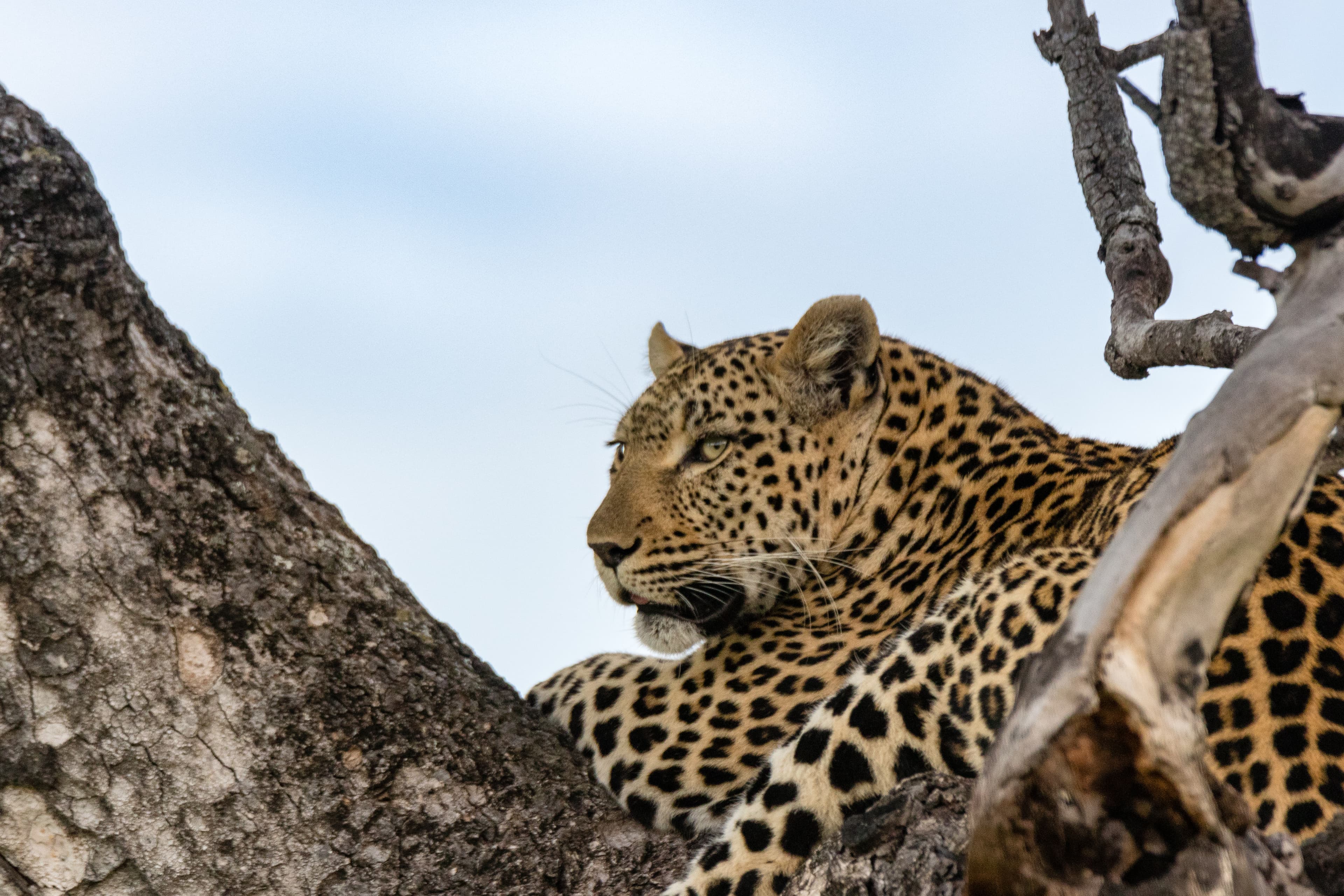 Wildlife photography by Amrit Bharadwaj