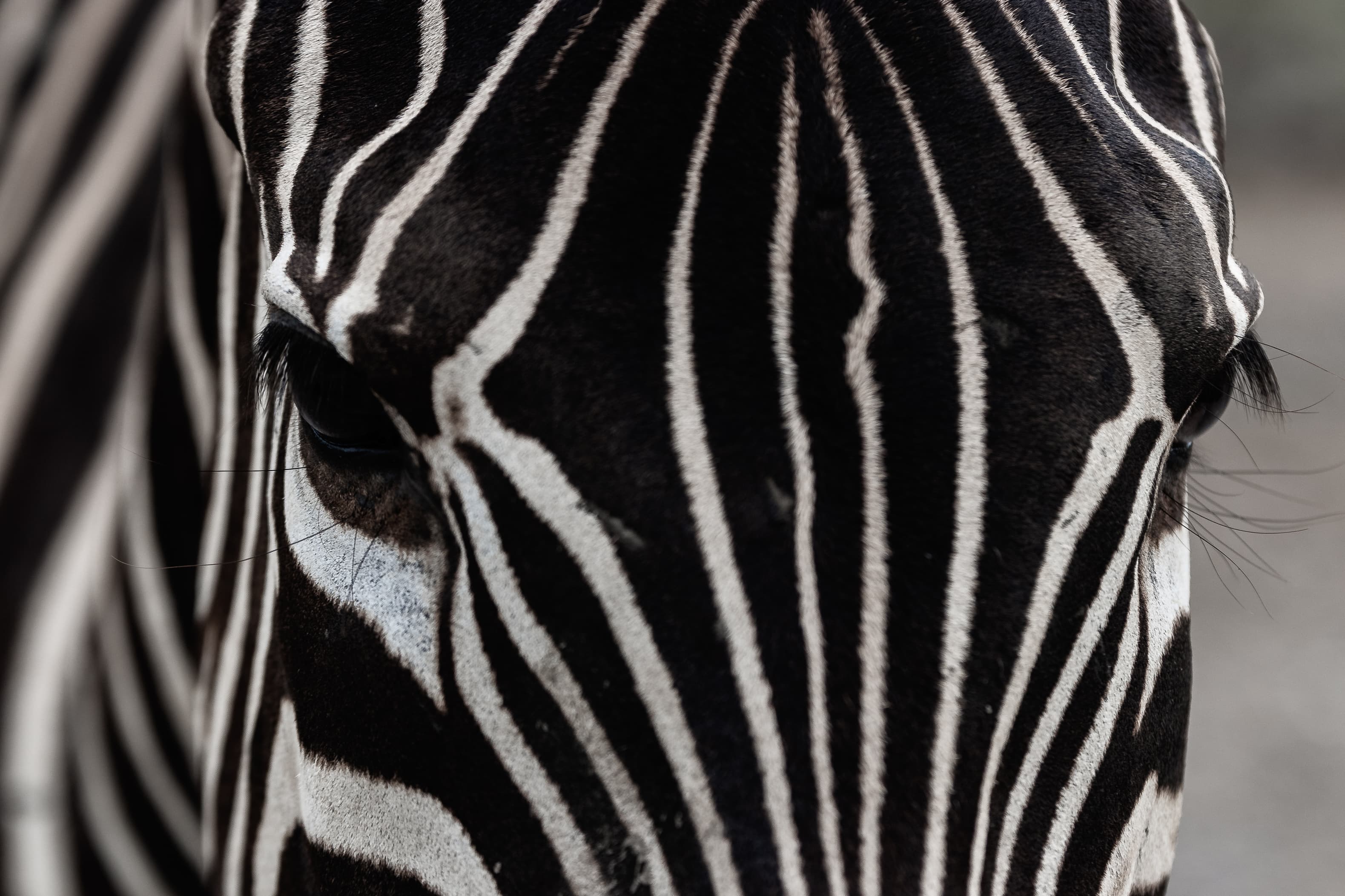 Wildlife photography by Amrit Bharadwaj