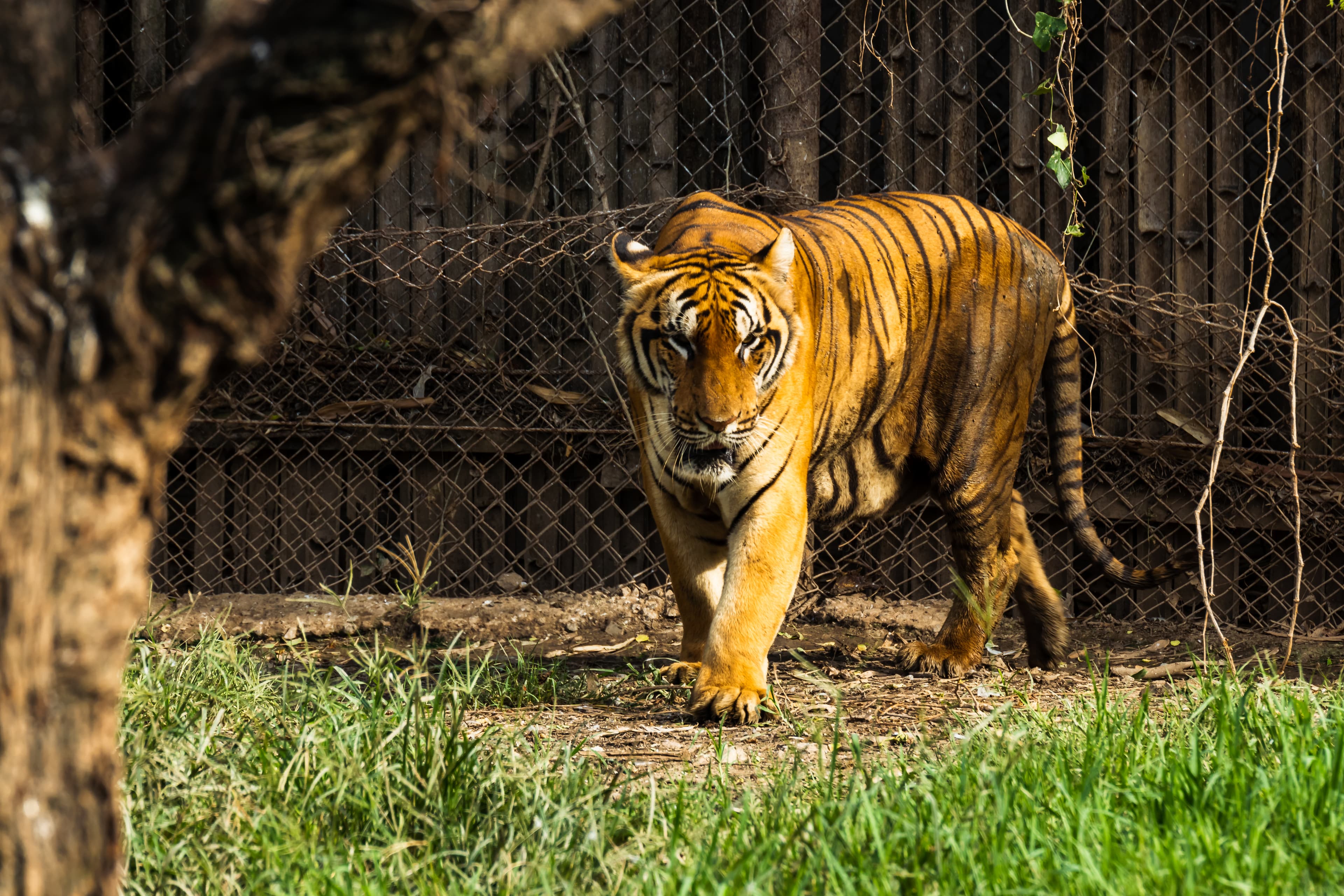 Wildlife photography by Amrit Bharadwaj